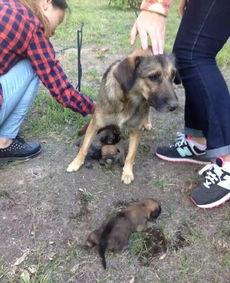 狗崽直播爆料汪小菲视频,独家爆料引热议 第2张 狗崽直播爆料汪小菲视频,独家爆料引热议 第2张